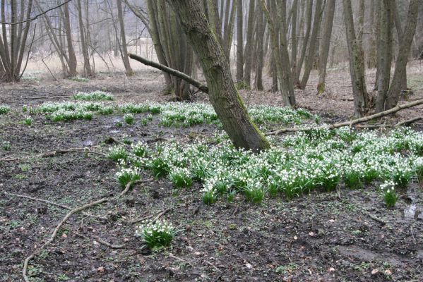 Račice-Pístovice, 21.3.2016
Bledule v Rakoveckém údolí u soutoku Malého Rakovce s Rakovcem.



Keywords: Račice-Pístovice Rakovecké údolí soutok Malý Rakovec bledule