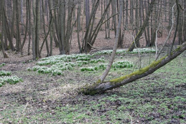 Račice-Pístovice, 21.3.2016
Bledule v Rakoveckém údolí u soutoku Malého Rakovce s Rakovcem.



Klíčová slova: Račice-Pístovice Rakovecké údolí soutok Malý Rakovec bledule