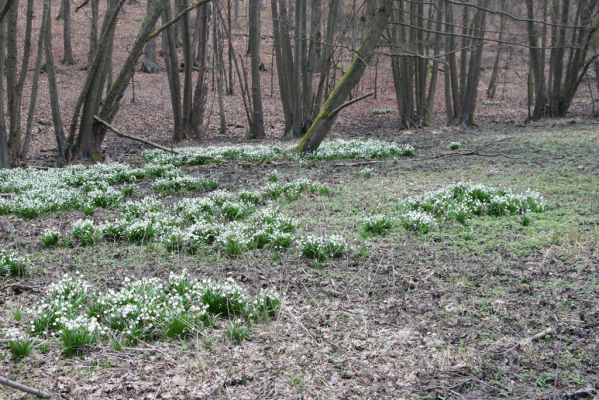 Račice-Pístovice, 21.3.2016
Bledule v Rakoveckém údolí u soutoku Malého Rakovce s Rakovcem.



Keywords: Račice-Pístovice Rakovecké údolí soutok Malý Rakovec bledule