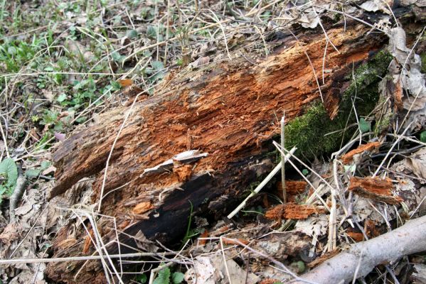 Račice-Pístovice, 21.3.2016
Olšina v Rakoveckém údolí u soutoku Malého Rakovce s Rakovcem – biotop kovaříka Ampedus elegantulus.



Mots-clés: Račice-Pístovice Rakovecké údolí soutok Malý Rakovec Ampedus elegantulus