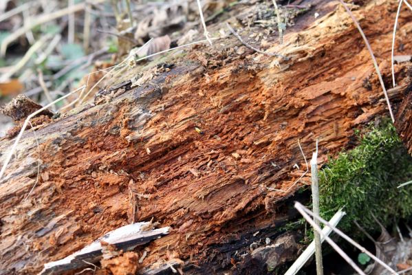 Račice-Pístovice, 21.3.2016
Olšina v Rakoveckém údolí u soutoku Malého Rakovce s Rakovcem – biotop kovaříka Ampedus elegantulus.



Klíčová slova: Račice-Pístovice Rakovecké údolí soutok Malý Rakovec Ampedus elegantulus