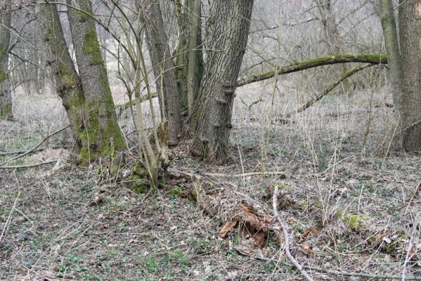 Račice-Pístovice, 21.3.2016
Olšina v Rakoveckém údolí u soutoku Malého Rakovce s Rakovcem – biotop kovaříka Ampedus elegantulus.



Mots-clés: Račice-Pístovice Rakovecké údolí soutok Malý Rakovec Ampedus elegantulus