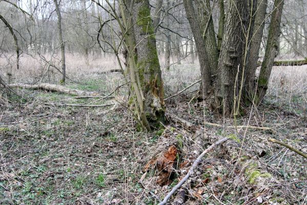 Račice-Pístovice, 21.3.2016
Olšina v Rakoveckém údolí u soutoku Malého Rakovce s Rakovcem – biotop kovaříka Ampedus elegantulus.



Klíčová slova: Račice-Pístovice Rakovecké údolí soutok Malý Rakovec Ampedus elegantulus