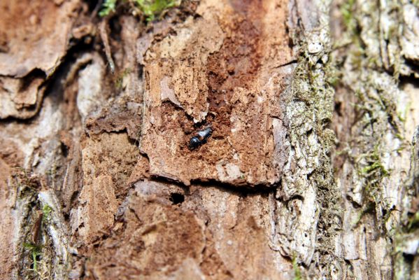 Račice-Pístovice, 21.3.2016
Rakovecké údolí u soutoku Malého Rakovce s Rakovcem – kovařík Calambus bipustulatus v kukelní kolébce.



Keywords: Račice-Pístovice Rakovecké údolí soutok Malý Rakovec Calambus bipustulatus