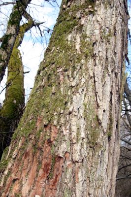 Račice-Pístovice, 21.3.2016
Rakovecké údolí u soutoku Malého Rakovce s Rakovcem – biotop kovaříka Calambus bipustulatus.


Schlüsselwörter: Račice-Pístovice Rakovecké údolí soutok Malý Rakovec Calambus bipustulatus