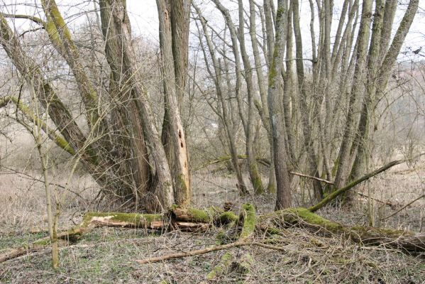 Račice-Pístovice, 21.3.2016
Lužní lesík v Rakoveckém údolí u soutoku Malého Rakovce s Rakovcem – biotop kovaříka Calambus bipustulatus.



Klíčová slova: Račice-Pístovice Rakovecké údolí soutok Malý Rakovec Calambus bipustulatus