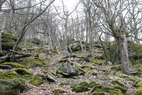 Ruprechtov, 21.3.2016
Ruprechtov, Rakovecké stráně - východní část.



Keywords: Ruprechtov Rakovecké stráně Calambus bipustulatus