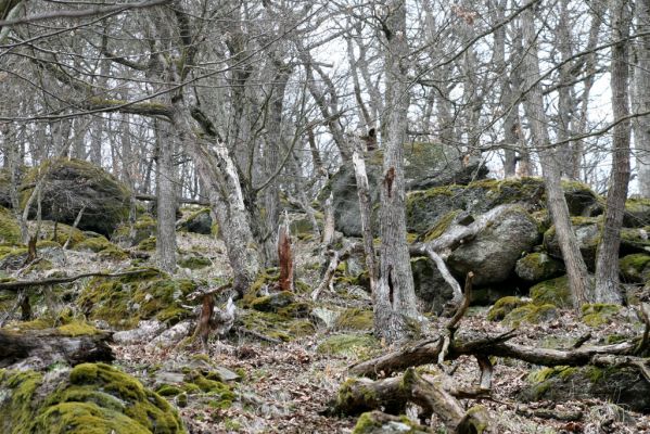 Ruprechtov, 21.3.2016
Ruprechtov, Rakovecké stráně - východní část.



Keywords: Ruprechtov Rakovecké stráně Calambus bipustulatus