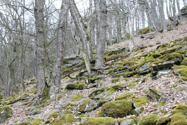 Ruprechtov, 21.3.2016
Ruprechtov, Rakovecké stráně - východní část



Mots-clés: Ruprechtov Rakovecké stráně Calambus bipustulatus