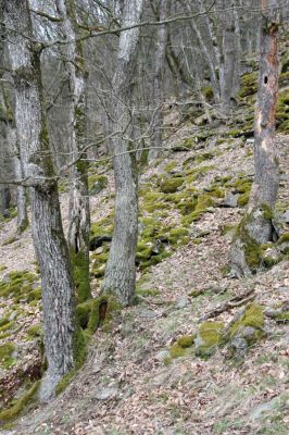 Ruprechtov, 21.3.2016
Ruprechtov, Rakovecké stráně - východní část



Schlüsselwörter: Ruprechtov Rakovecké stráně Calambus bipustulatus