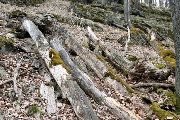 Ruprechtov, 21.3.2016
Ruprechtov, Rakovecké stráně - východní část. Biotop kovaříka Stenagostus rhombeus.



Klíčová slova: Ruprechtov Rakovecké stráně Stenagostus rhombeus Ampedus pomorum