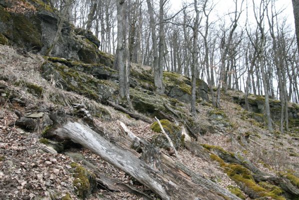 Ruprechtov, 21.3.2016
Ruprechtov, Rakovecké stráně - východní část.



Mots-clés: Ruprechtov Rakovecké stráně Stenagostus rhombeus