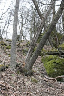 Ruprechtov, 21.3.2016
Ruprechtov, Rakovecké stráně - centrální část. 


Schlüsselwörter: Ruprechtov Rakovecké stráně