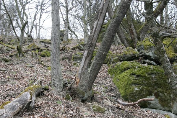 Ruprechtov, 21.3.2016
Ruprechtov, Rakovecké stráně - centrální část.



Mots-clés: Ruprechtov Rakovecké stráně