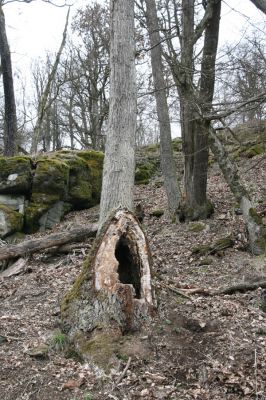 Ruprechtov, 21.3.2016
Ruprechtov, Rakovecké stráně - centrální část. Rozlomený dub osídlený kovaříky Ischnodes sanguinicollis.



Klíčová slova: Ruprechtov Rakovecké stráně Ischnodes sanguinicollis