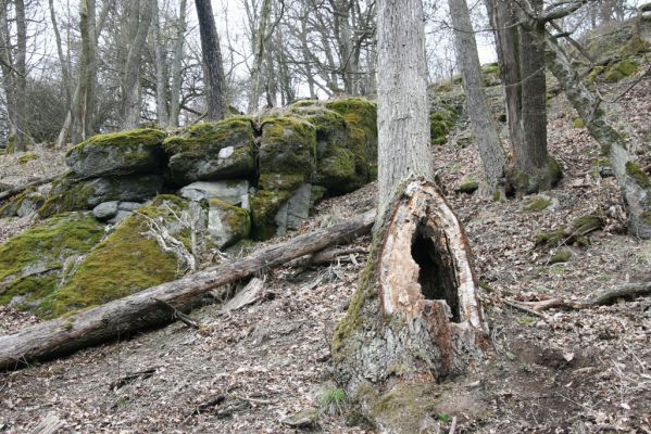 Ruprechtov, 21.3.2016
Ruprechtov, Rakovecké stráně - centrální část. Rozlomený dub osídlený kovaříky Ischnodes sanguinicollis.



Klíčová slova: Ruprechtov Rakovecké stráně Ischnodes sanguinicollis