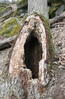 Ruprechtov, 21.3.2016
Ruprechtov, Rakovecké stráně - centrální část. Rozlomený dub osídlený kovaříky Ischnodes sanguinicollis.


Klíčová slova: Ruprechtov Rakovecké stráně Ischnodes sanguinicollis