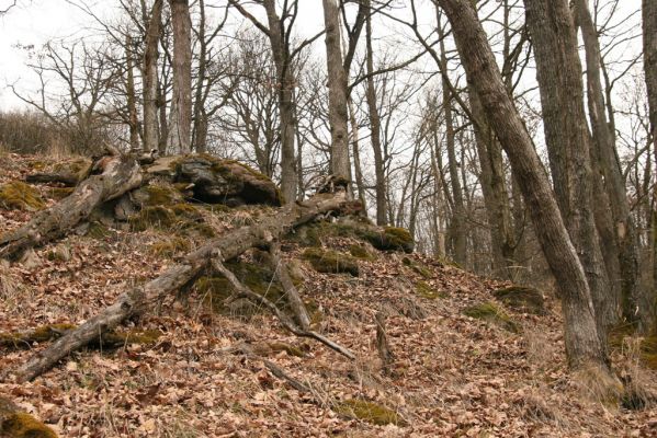 Ruprechtov, 21.3.2016
Ruprechtov, Rakovecké stráně - centrální část,


Klíčová slova: Ruprechtov Rakovecké stráně