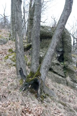 Ruprechtov, 21.3.2016
Ruprechtov, Rakovecké stráně - centrální část poznamenaná silným lesním požárem. 
 


Schlüsselwörter: Ruprechtov Rakovecké stráně