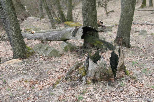Ruprechtov, 21.3.2016
Ruprechtov, Rakovecké stráně - centrální část poznamenaná silným lesním požárem. 


Klíčová slova: Ruprechtov Rakovecké stráně
