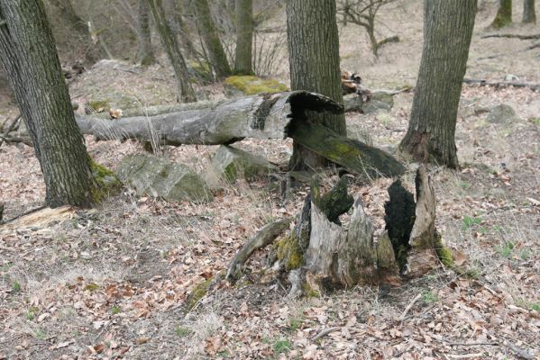 Ruprechtov, 21.3.2016
Ruprechtov, Rakovecké stráně - centrální část poznamenaná silným lesním požárem. 


Klíčová slova: Ruprechtov Rakovecké stráně