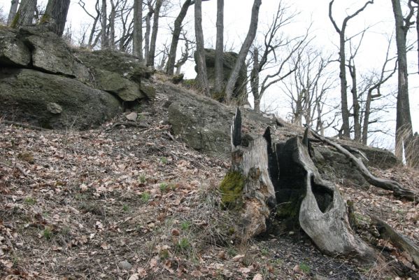 Ruprechtov, 21.3.2016
Ruprechtov, Rakovecké stráně - centrální část poznamenaná silným lesním požárem. 



Keywords: Ruprechtov Rakovecké stráně