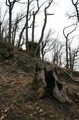 Ruprechtov, 21.3.2016
Ruprechtov, Rakovecké stráně - centrální část poznamenaná silným lesním požárem. 



Keywords: Ruprechtov Rakovecké stráně