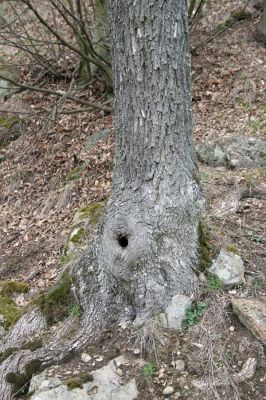 Ruprechtov, 21.3.2016
Ruprechtov, Rakovecké stráně - centrální část. Dutý dub = perspektivní biotop dutinových kovaříků.

Klíčová slova: Ruprechtov Rakovecké stráně