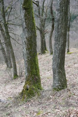 Ruprechtov, 21.3.2016
Ruprechtov, Rakovecké stráně - centrální část. Dutý dub = perspektivní biotop dutinových kovaříků. 


Klíčová slova: Ruprechtov Rakovecké stráně