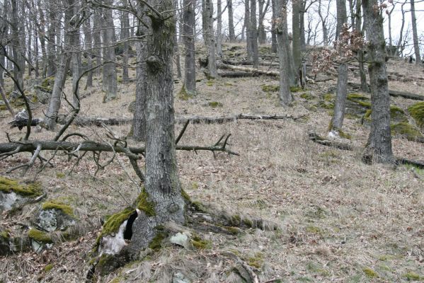 Ruprechtov, 21.3.2016
Ruprechtov, Rakovecké stráně - centrální část poznamenaná silným lesním požárem. 



Mots-clés: Ruprechtov Rakovecké stráně