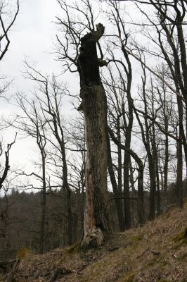 Ruprechtov, 21.3.2016
Ruprechtov, Rakovecké stráně - centrální část poznamenaná silným lesním požárem. 



Keywords: Ruprechtov Rakovecké stráně