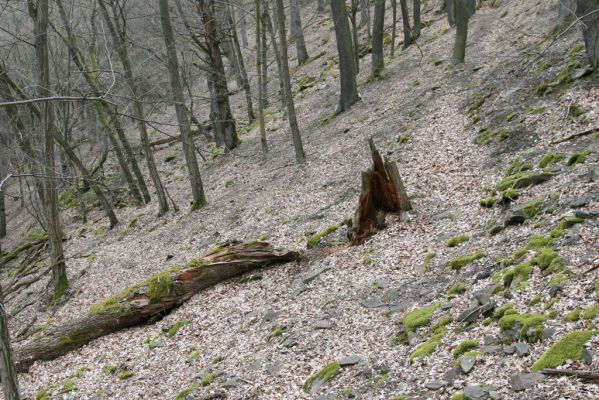 Ruprechtov, 21.3.2016
Ruprechtov, Rakovecké stráně - západní část, padlý dub.



Keywords: Ruprechtov Rakovecké stráně Aesalus scarabaeoides