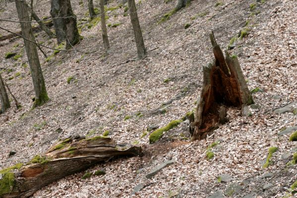 Ruprechtov, 21.3.2016
Ruprechtov, Rakovecké stráně - západní část, padlý dub.


Klíčová slova: Ruprechtov Rakovecké stráně Aesalus scarabaeoides