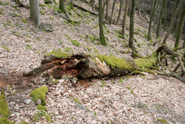 Ruprechtov, 21.3.2016
Ruprechtov, Rakovecké stráně - západní část, padlý dub.



Mots-clés: Ruprechtov Rakovecké stráně Aesalus scarabaeoides