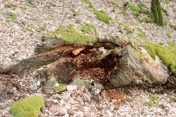 Ruprechtov, 21.3.2016
Ruprechtov, Rakovecké stráně - západní část.



Schlüsselwörter: Ruprechtov Rakovecké stráně Aesalus scarabaeoides