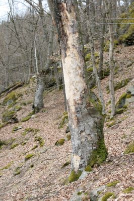 Ruprechtov, 21.3.2016
Ruprechtov, Rakovecké stráně - západní část. 

Keywords: Ruprechtov Rakovecké stráně Ischnodes sanguinicollis