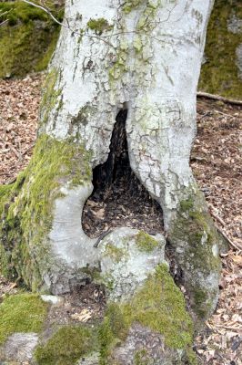 Ruprechtov, 21.3.2016
Ruprechtov, Rakovecké stráně - západní část. Dutý buk osídlený kovaříky Ischnodes sanguinicollis a Cardiophorus gramineus.


Keywords: Ruprechtov Rakovecké stráně Ischnodes sanguinicollis Cardiophorus gramineus