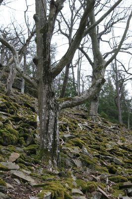 Ruprechtov, 21.3.2016
Ruprechtov, Rakovecké stráně - západní část.


Klíčová slova: Ruprechtov Rakovecké stráně