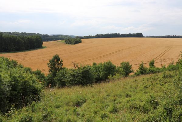 Lužany, 28.7.2021
Louky na svahu nad Trotinou.
Mots-clés: Lužany údolí Trotiny Agriotes gallicus