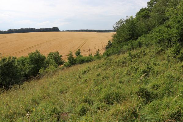 Lužany, 28.7.2021
Louky na svahu nad Trotinou.
Klíčová slova: Lužany údolí Trotiny Agriotes gallicus