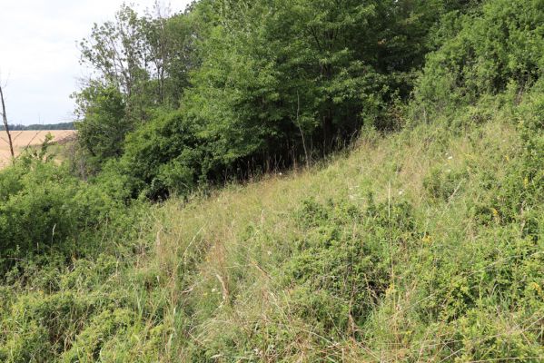 Lužany, 28.7.2021
Louky na svahu nad Trotinou.
Klíčová slova: Lužany údolí Trotiny Agriotes gallicus