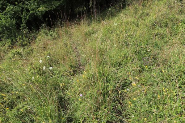 Lužany, 28.7.2021
Louky na svahu nad Trotinou.
Klíčová slova: Lužany údolí Trotiny Agriotes gallicus