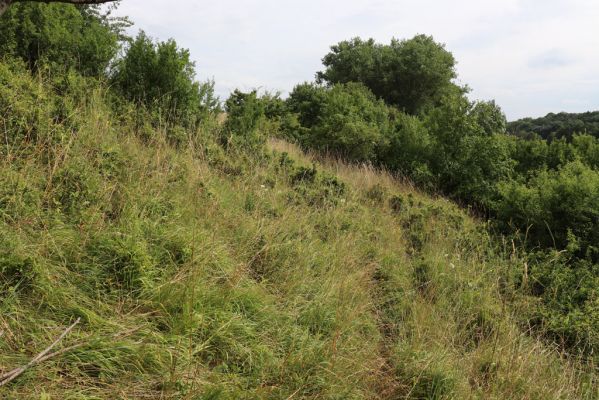 Lužany, 28.7.2021
Louky na svahu nad Trotinou.
Schlüsselwörter: Lužany údolí Trotiny Agriotes gallicus