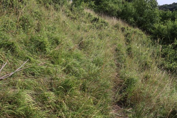 Lužany, 28.7.2021
Louky na svahu nad Trotinou.
Schlüsselwörter: Lužany údolí Trotiny Agriotes gallicus