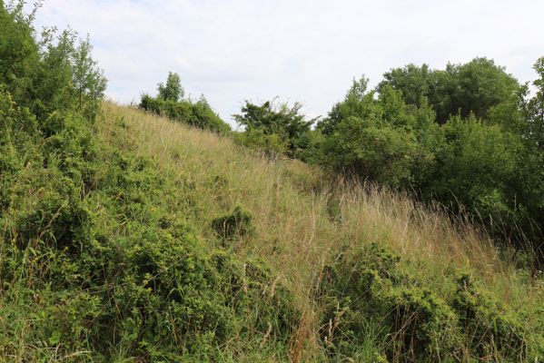 Lužany, 28.7.2021
Louky na svahu nad Trotinou.
Mots-clés: Lužany údolí Trotiny Agriotes gallicus