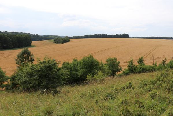 Lužany, 28.7.2021
Louky na svahu nad Trotinou.
Mots-clés: Lužany údolí Trotiny Agriotes gallicus