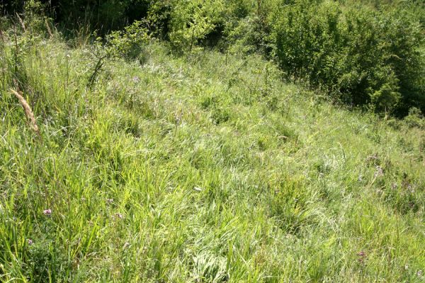 Račice nad Trotinou, 8.2.2009
Step na západně orientovaném svahu s hojným výskytem válečky prapořité. 
Schlüsselwörter: Rašice nad Trotinou Rodov