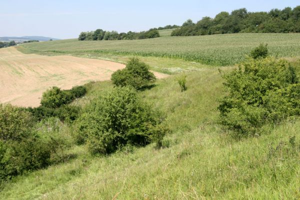 Račice nad Trotinou, 8.2.2009
Step na západně orientovaném svahu.
Klíčová slova: Rašice nad Trotinou Rodov