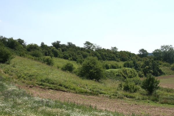 Račice nad Trotinou, 8.2.2009
Step na západně orientovaném svahu.
Klíčová slova: Rašice nad Trotinou Rodov