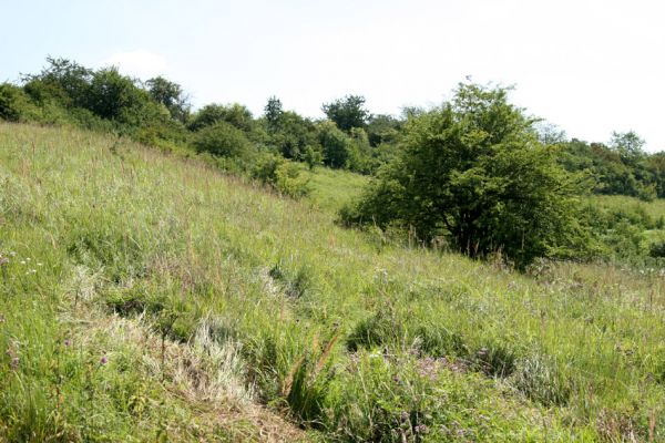 Račice nad Trotinou, 8.2.2009
Step na západně orientovaném svahu.
Klíčová slova: Rašice nad Trotinou Rodov